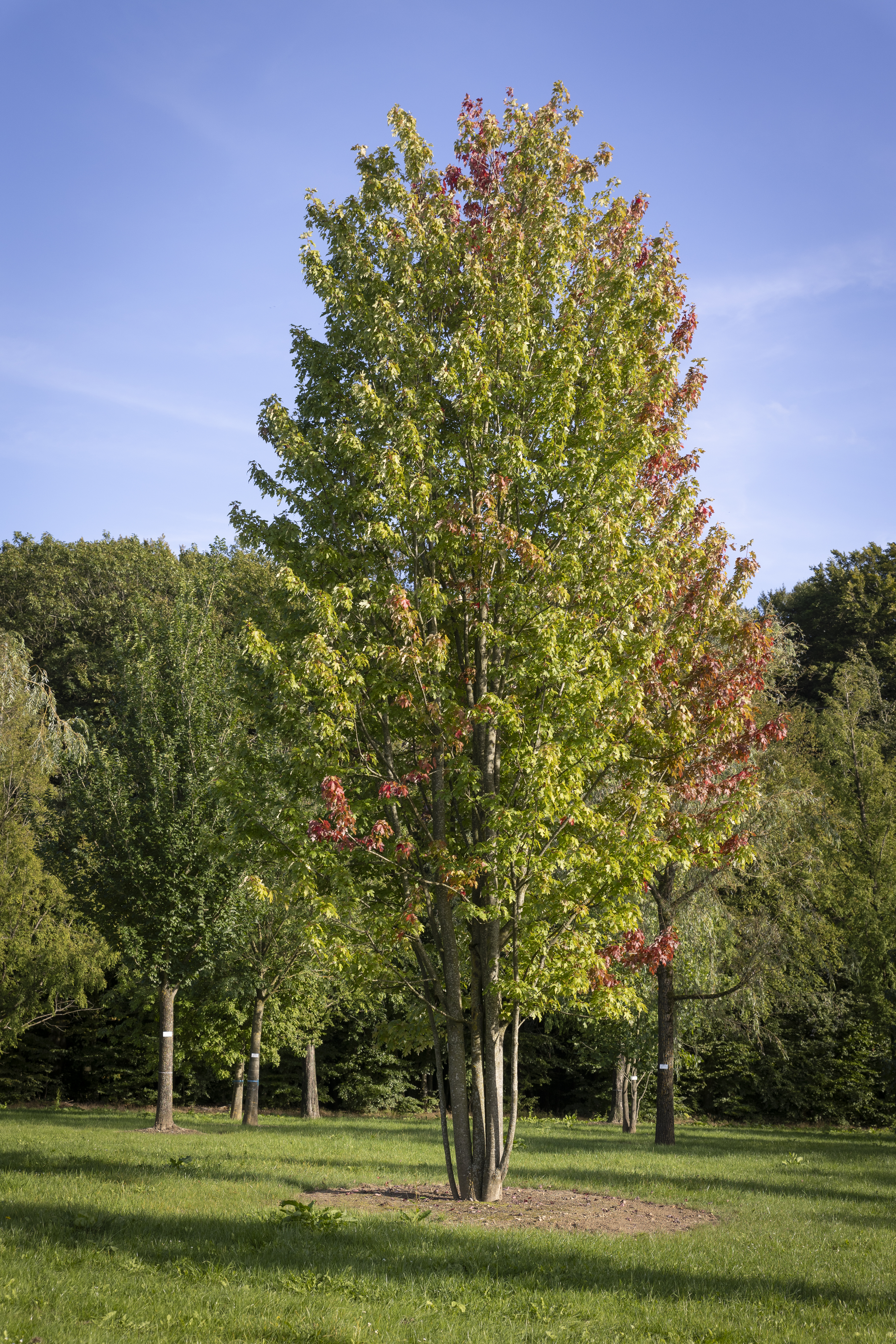 Acer x freemanii 'Autumn Blaze' Unikat